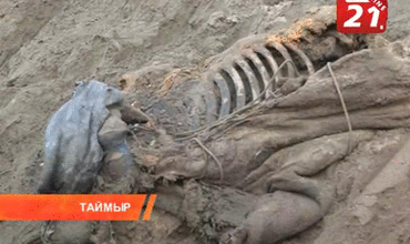 Фото уникального мамонта, найденного на Таймыре. Ученые уже сделали ряд открытий