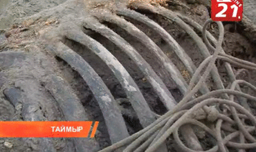 Фото уникального мамонта, найденного на Таймыре. Ученые уже сделали ряд открытий