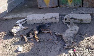 В Кишиневе травят собак