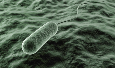 Microbiomul – fiinţele care trăiesc în noi, controlându-ne viaţa